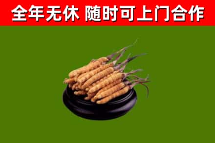舞钢回收冬虫夏草