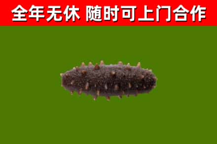 舞钢回收海参干